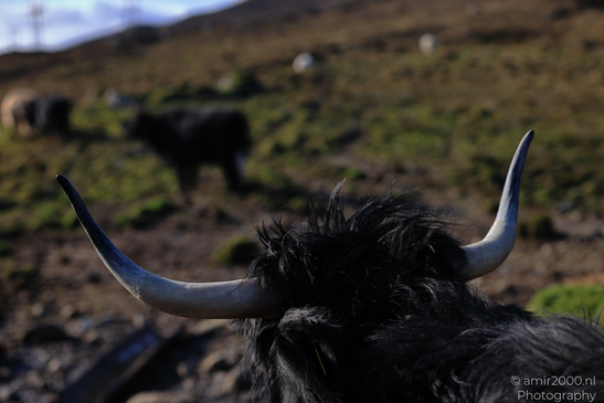 The_Hairy_Coo_Scottish_Highlands_Cow_In_The_Isle_Of_Skye_Scotland_Animal_Photography_Nature_Photography_Canon_EOS_R5_Mark_II_2026_015.JPG