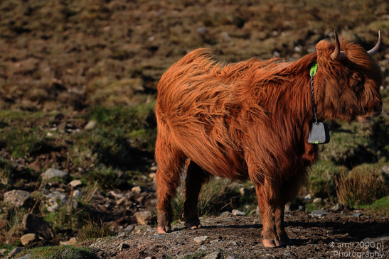The_Hairy_Coo_Scottish_Highlands_Cow_In_The_Isle_Of_Skye_Scotland_Animal_Photography_Nature_Photography_Canon_EOS_R5_Mark_II_2026_016.JPG