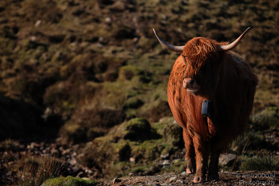 The_Hairy_Coo_Scottish_Highlands_Cow_In_The_Isle_Of_Skye_Scotland_Animal_Photography_Nature_Photography_Canon_EOS_R5_Mark_II_2026_017.JPG