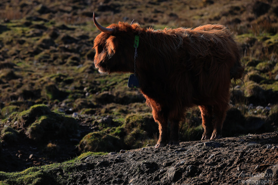 The_Hairy_Coo_Scottish_Highlands_Cow_In_The_Isle_Of_Skye_Scotland_Animal_Photography_Nature_Photography_Canon_EOS_R5_Mark_II_2026_019.JPG