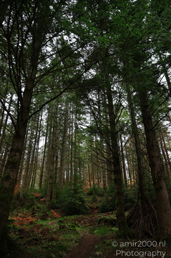 The_Hermitage_National_Trust_For_Scotland_Protected_Site_Forest_Scotland_United_Kingdom_Nature_Photography_Canon_EOS_R5_Mark_II_2026_001.JPG
