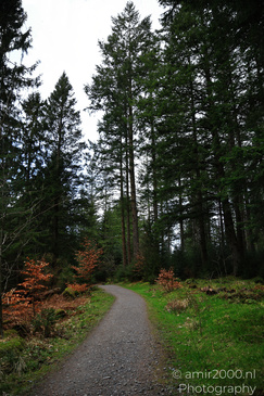 The_Hermitage_National_Trust_For_Scotland_Protected_Site_Forest_Scotland_United_Kingdom_Nature_Photography_Canon_EOS_R5_Mark_II_2026_002.JPG