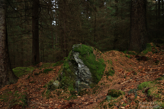 The_Hermitage_National_Trust_For_Scotland_Protected_Site_Forest_Scotland_United_Kingdom_Nature_Photography_Canon_EOS_R5_Mark_II_2026_004.JPG