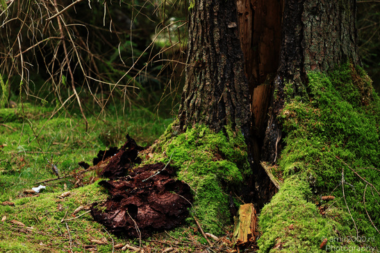 The_Hermitage_National_Trust_For_Scotland_Protected_Site_Forest_Scotland_United_Kingdom_Nature_Photography_Canon_EOS_R5_Mark_II_2026_005.JPG