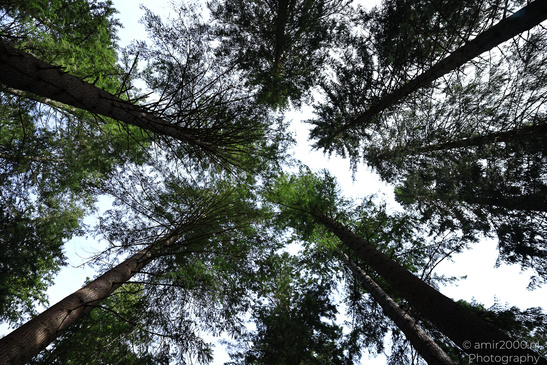 The_Hermitage_National_Trust_For_Scotland_Protected_Site_Forest_Scotland_United_Kingdom_Nature_Photography_Canon_EOS_R5_Mark_II_2026_007.JPG