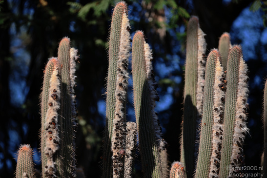 The_Rocks_Garden_And_Cactus_At_The_Yarkon_Park_Tel-Aviv_Flora_Photography_Nature_Photography_Canon_EOS_R5_Mark_II_2026_003.JPG