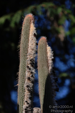 The_Rocks_Garden_And_Cactus_At_The_Yarkon_Park_Tel-Aviv_Flora_Photography_Nature_Photography_Canon_EOS_R5_Mark_II_2026_004.JPG