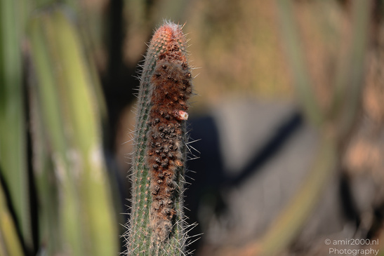 The_Rocks_Garden_And_Cactus_At_The_Yarkon_Park_Tel-Aviv_Flora_Photography_Nature_Photography_Canon_EOS_R5_Mark_II_2026_005.JPG