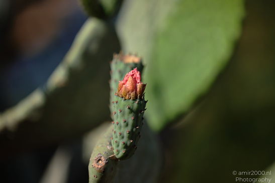 The_Rocks_Garden_And_Cactus_At_The_Yarkon_Park_Tel-Aviv_Flora_Photography_Nature_Photography_Canon_EOS_R5_Mark_II_2026_006.JPG