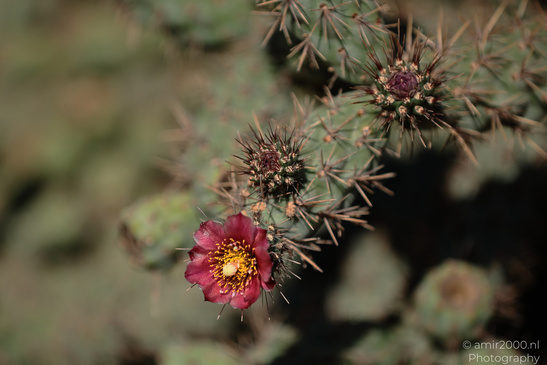 The_Rocks_Garden_And_Cactus_At_The_Yarkon_Park_Tel-Aviv_Flora_Photography_Nature_Photography_Canon_EOS_R5_Mark_II_2026_007.JPG