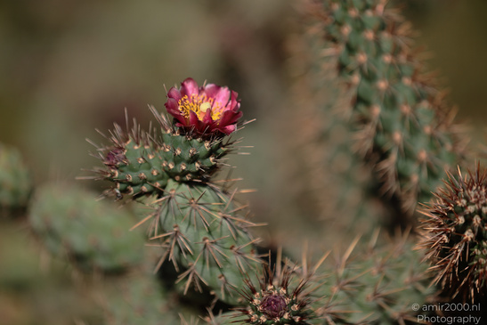 The_Rocks_Garden_And_Cactus_At_The_Yarkon_Park_Tel-Aviv_Flora_Photography_Nature_Photography_Canon_EOS_R5_Mark_II_2026_008.JPG