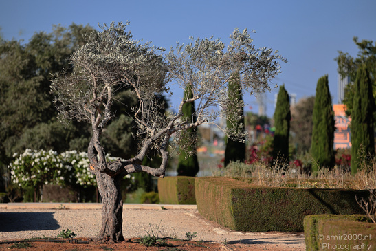 The_Rocks_Garden_And_Cactus_At_The_Yarkon_Park_Tel-Aviv_Flora_Photography_Nature_Photography_Canon_EOS_R5_Mark_II_2026_010.JPG