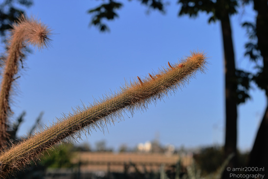 The_Rocks_Garden_And_Cactus_At_The_Yarkon_Park_Tel-Aviv_Flora_Photography_Nature_Photography_Canon_EOS_R5_Mark_II_2026_014.JPG