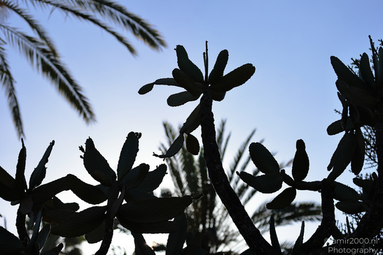 The_Rocks_Garden_And_Cactus_At_The_Yarkon_Park_Tel-Aviv_Flora_Photography_Nature_Photography_Canon_EOS_R5_Mark_II_2026_018.JPG