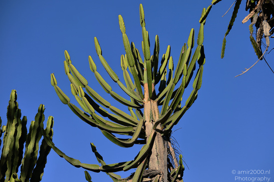 The_Rocks_Garden_And_Cactus_At_The_Yarkon_Park_Tel-Aviv_Flora_Photography_Nature_Photography_Canon_EOS_R5_Mark_II_2026_019.JPG
