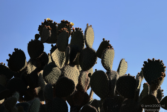 The_Rocks_Garden_And_Cactus_At_The_Yarkon_Park_Tel-Aviv_Flora_Photography_Nature_Photography_Canon_EOS_R5_Mark_II_2026_023.JPG