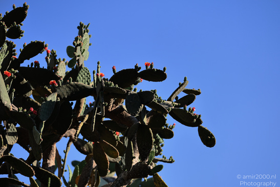 The_Rocks_Garden_And_Cactus_At_The_Yarkon_Park_Tel-Aviv_Flora_Photography_Nature_Photography_Canon_EOS_R5_Mark_II_2026_024.JPG
