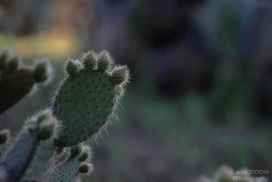 The_Rocks_Garden_And_Cactus_At_The_Yarkon_Park_Tel-Aviv_Flora_Photography_Nature_Photography_Canon_EOS_R5_Mark_II_2026_026.JPG