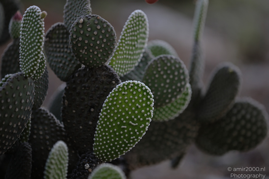 The_Rocks_Garden_And_Cactus_At_The_Yarkon_Park_Tel-Aviv_Flora_Photography_Nature_Photography_Canon_EOS_R5_Mark_II_2026_027.JPG