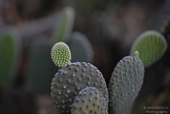 The_Rocks_Garden_And_Cactus_At_The_Yarkon_Park_Tel-Aviv_Flora_Photography_Nature_Photography_Canon_EOS_R5_Mark_II_2026_028.JPG