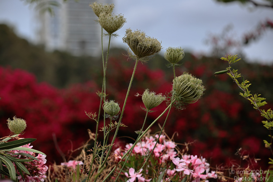 The_Scenery_Of_Ariel_Sharon_Park_Tel_Aviv_Jaffa_Israel_Nature_Photography_Canon_EOS_R5_Mark_II_2026_005.JPG