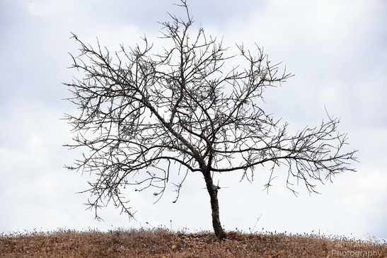 The_Scenery_Of_Ariel_Sharon_Park_Tel_Aviv_Jaffa_Israel_Nature_Photography_Canon_EOS_R5_Mark_II_2026_007.JPG