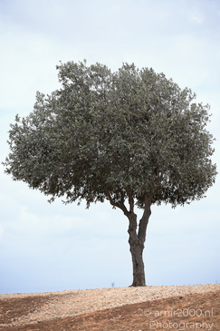 The_Scenery_Of_Ariel_Sharon_Park_Tel_Aviv_Jaffa_Israel_Nature_Photography_Canon_EOS_R5_Mark_II_2026_008.JPG