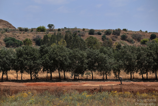 The_Scenery_Of_Ariel_Sharon_Park_Tel_Aviv_Jaffa_Israel_Nature_Photography_Canon_EOS_R5_Mark_II_2026_009.JPG
