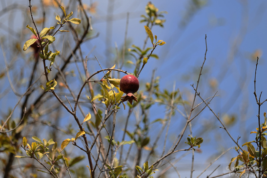 The_Scenery_Of_Ariel_Sharon_Park_Tel_Aviv_Jaffa_Israel_Nature_Photography_Canon_EOS_R5_Mark_II_2026_011.JPG