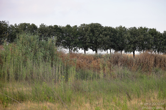 The_Scenery_Of_Ariel_Sharon_Park_Tel_Aviv_Jaffa_Israel_Nature_Photography_Canon_EOS_R5_Mark_II_2026_012.JPG