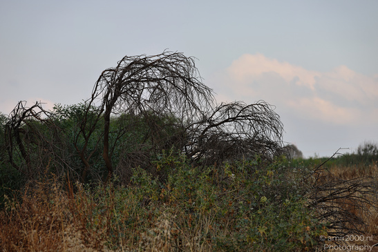 The_Scenery_Of_Ariel_Sharon_Park_Tel_Aviv_Jaffa_Israel_Nature_Photography_Canon_EOS_R5_Mark_II_2026_013.JPG