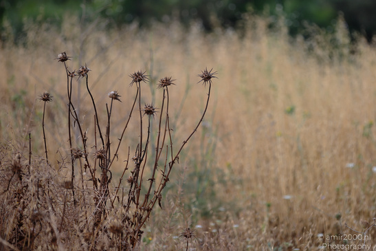 The_Scenery_Of_Ariel_Sharon_Park_Tel_Aviv_Jaffa_Israel_Nature_Photography_Canon_EOS_R5_Mark_II_2026_014.JPG
