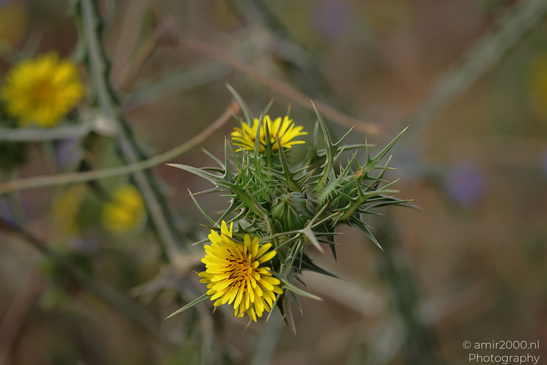 The_Scenery_Of_Ariel_Sharon_Park_Tel_Aviv_Jaffa_Israel_Nature_Photography_Canon_EOS_R5_Mark_II_2026_015.JPG