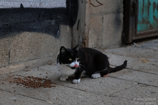 The_Street_Domestic_Cat_Of_Tel-Aviv_Animal_Photography_Nature_Photography_Canon_EOS_R5_Mark_II_2026_001.JPG