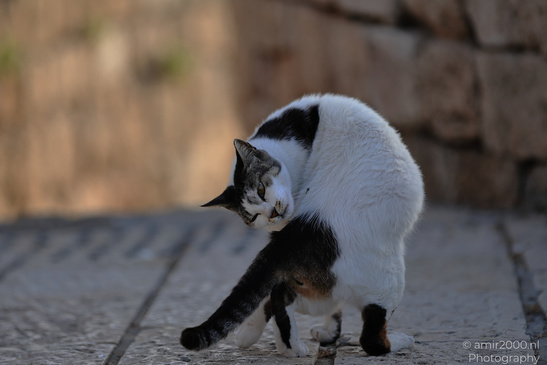 The_Street_Domestic_Cat_Of_Tel-Aviv_Animal_Photography_Nature_Photography_Canon_EOS_R5_Mark_II_2026_002.JPG
