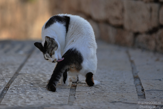 The_Street_Domestic_Cat_Of_Tel-Aviv_Animal_Photography_Nature_Photography_Canon_EOS_R5_Mark_II_2026_003.JPG