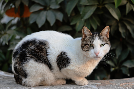 The_Street_Domestic_Cat_Of_Tel-Aviv_Animal_Photography_Nature_Photography_Canon_EOS_R5_Mark_II_2026_004.JPG