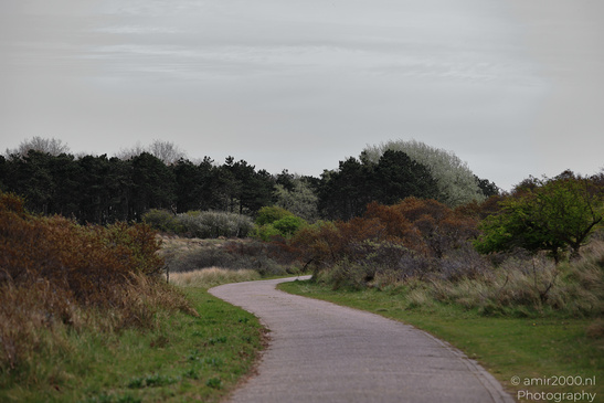 Through_The_Amsterdamse_Waterleidingduinen_In_Spring_Time_Noord_Holland_Netherlands_Nature_Photography_Canon_EOS_R5_Mark_II_2026_001.JPG