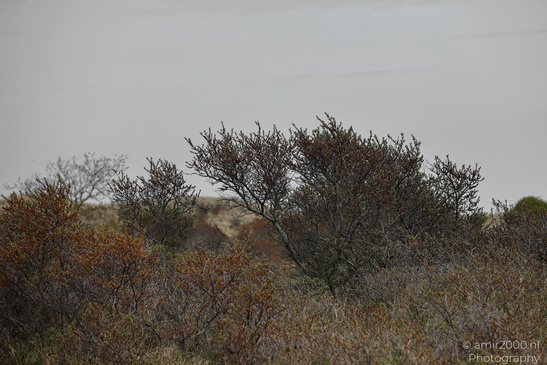 Through_The_Amsterdamse_Waterleidingduinen_In_Spring_Time_Noord_Holland_Netherlands_Nature_Photography_Canon_EOS_R5_Mark_II_2026_002.JPG
