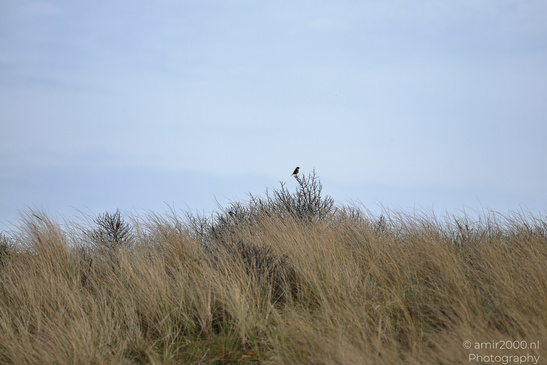 Through_The_Amsterdamse_Waterleidingduinen_In_Spring_Time_Noord_Holland_Netherlands_Nature_Photography_Canon_EOS_R5_Mark_II_2026_005.JPG