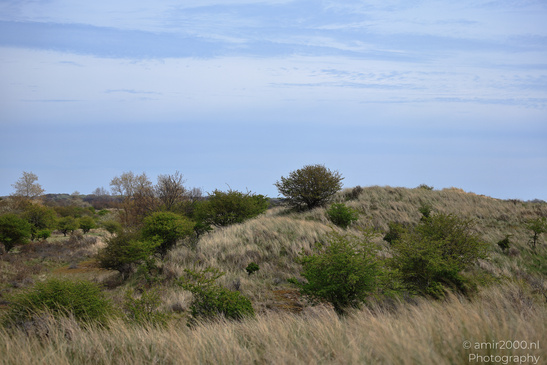Through_The_Amsterdamse_Waterleidingduinen_In_Spring_Time_Noord_Holland_Netherlands_Nature_Photography_Canon_EOS_R5_Mark_II_2026_006.JPG
