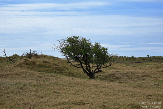 Through_The_Amsterdamse_Waterleidingduinen_In_Spring_Time_Noord_Holland_Netherlands_Nature_Photography_Canon_EOS_R5_Mark_II_2026_007.JPG