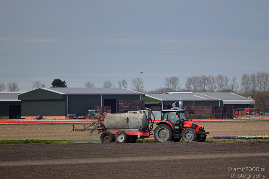 Tractor_With_Tank_In_The_Dutch_Tulip_Fields_Zuid_Holland_Netherlands_Nature_Photography_Canon_EOS_R5_Mark_II_2026_001.JPG