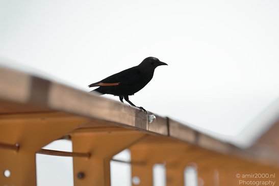 Tristram_Starling_In_The_Dead_Sea_Israel_Birds_Photography_Nature_Photography_Canon_EOS_R5_Mark_II_2026_001.JPG