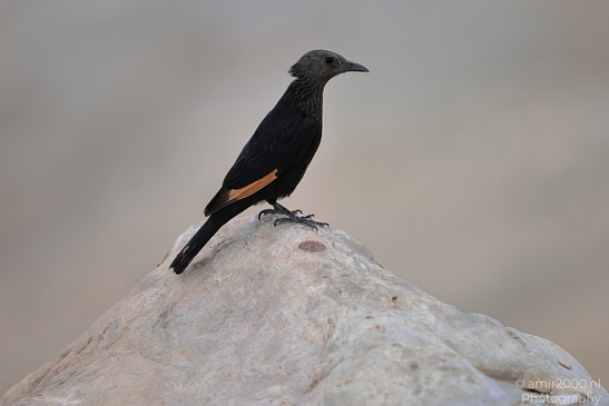 Tristram_Starling_In_The_Dead_Sea_Israel_Birds_Photography_Nature_Photography_Canon_EOS_R5_Mark_II_2026_002.JPG