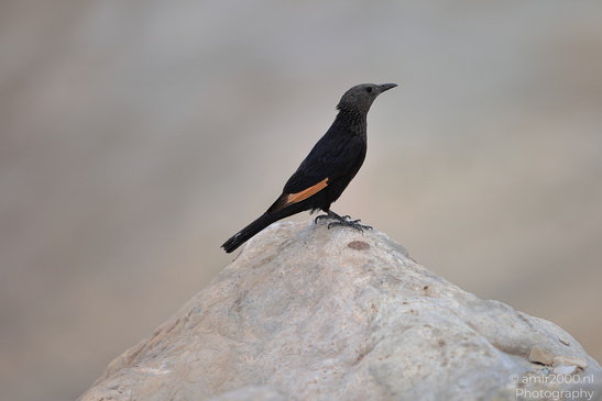Tristram_Starling_In_The_Dead_Sea_Israel_Birds_Photography_Nature_Photography_Canon_EOS_R5_Mark_II_2026_003.JPG