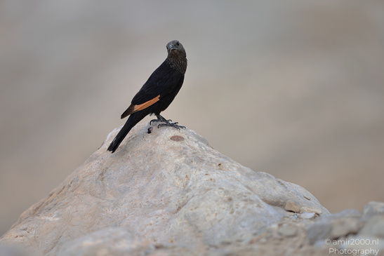 Tristram_Starling_In_The_Dead_Sea_Israel_Birds_Photography_Nature_Photography_Canon_EOS_R5_Mark_II_2026_004.JPG