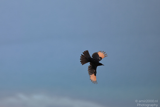 Tristram_Starling_In_The_Dead_Sea_Israel_Birds_Photography_Nature_Photography_Canon_EOS_R5_Mark_II_2026_005.JPG