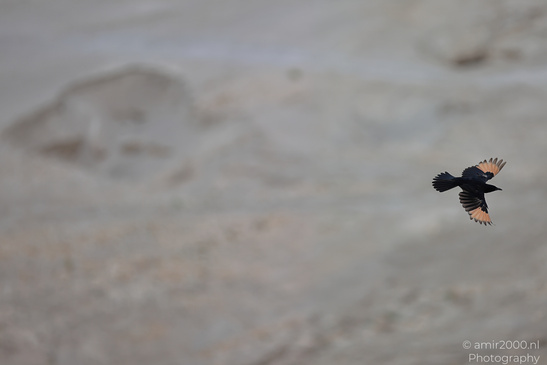 Tristram_Starling_In_The_Dead_Sea_Israel_Birds_Photography_Nature_Photography_Canon_EOS_R5_Mark_II_2026_006.JPG