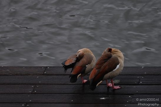 Two egyptian geese preening on a wooden dock over canal. - image from year 2026 #001